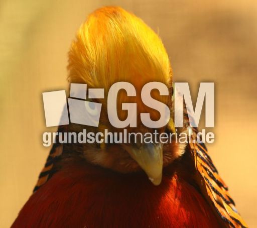 Goldfasan_8022.jpg